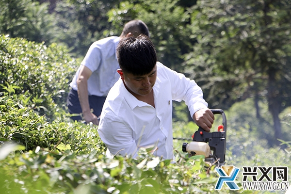 图为吕普祥带领村干部及群众为茶园修枝.JPG