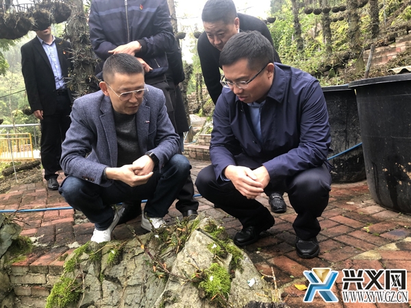 图为顾先林在则戎镇冷洞村铁皮石斛种植基地了解产业发展情况.jpg