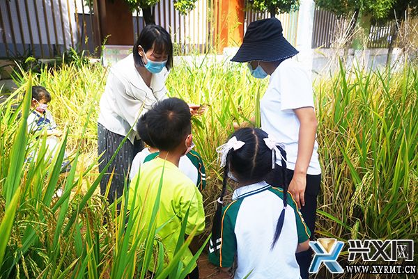 义龙新区两所州级示范幼儿园： “一校一特、一校一品” 打造高质量学前教育(图2)