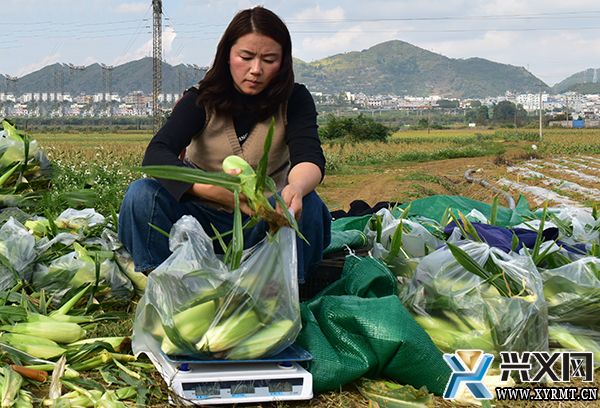 龙广镇纳桃村：能生吃的牛奶甜玉米上市了(图2)