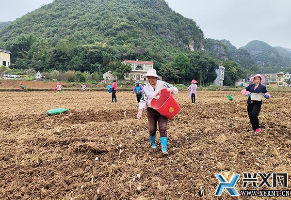 楼纳村抢抓农时种蒜忙(图1) 楼纳村抢抓农时种蒜忙(图1)