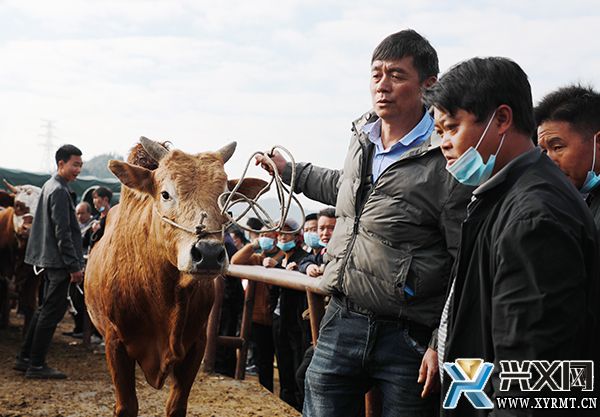 万屯大牲畜交易市场年交易额22亿元(图1)