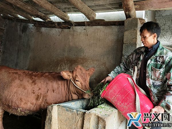 万屯镇做强“种、养、销”为一体的牛产业链条(图2) 万屯镇做强“种、养、销”为一体的牛产业链条(图2)