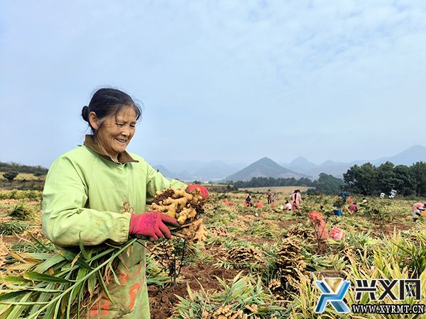郑屯村：200多亩生姜丰收 客商抢鲜订购(图1)