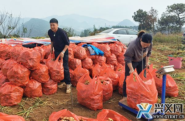 郑屯村：200多亩生姜丰收 客商抢鲜订购(图2)