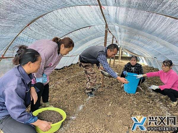 龙广镇:因地制宜种植羊肚菌 拓宽群众增收致富路(图1) 龙广镇:因地制宜种植羊肚菌 拓宽群众增收致富路(图1)