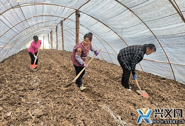 龙广镇:因地制宜种植羊肚菌 拓宽群众增收致富路(图2) 龙广镇:因地制宜种植羊肚菌 拓宽群众增收致富路(图2)