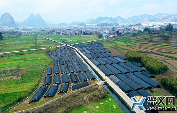 龙广镇：因地制宜种植羊肚菌 拓宽群众增收致富路(图3)