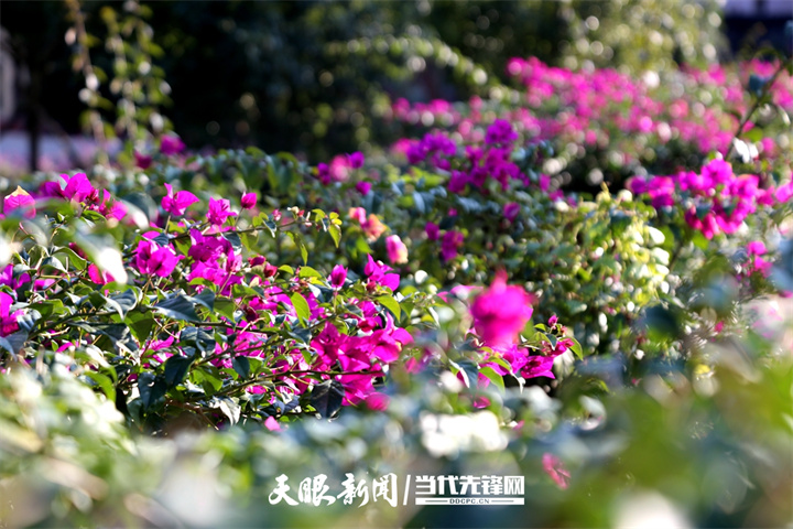 1669177227433003.jpg 文化广场上三角梅盛开.jpg