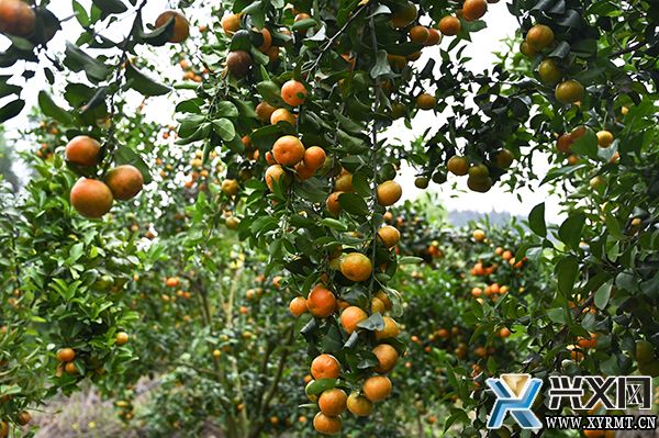 【新时代新征程新伟业】团结村：精品“小水果”助推乡村“大振兴”(图1)