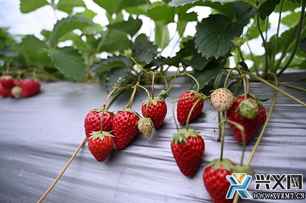 【新时代新征程新伟业】团结村：精品“小水果”助推乡村“大振兴”(图3)