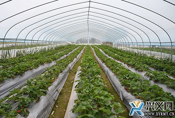 【新时代新征程新伟业】团结村：精品“小水果”助推乡村“大振兴”(图2)