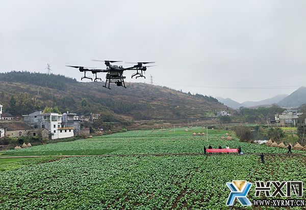 【新时代新征程新伟业】兴义义龙:无人机放“蝽”“以虫治虫”促进绿色农业发展(图2) 【新时代新征程新伟业】兴义义龙:无人机放“蝽”“以虫治虫”促进绿色农业发展(图2)