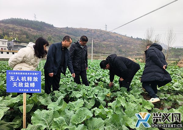 【新时代新征程新伟业】兴义义龙:无人机放“蝽”“以虫治虫”促进绿色农业发展(图3) 【新时代新征程新伟业】兴义义龙:无人机放“蝽”“以虫治虫”促进绿色农业发展(图3)