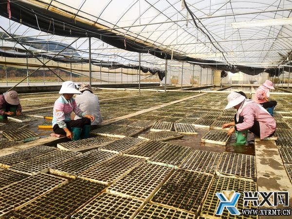 【新時代新征程新偉業】德臥鎮白水河村：十年巨變鋪就發展“快車道”(圖2)
