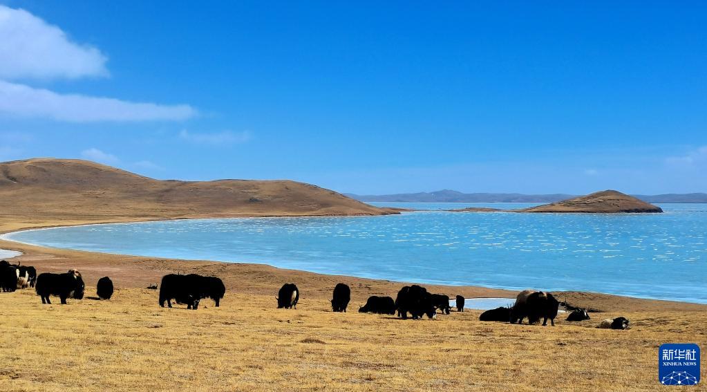 新时代新征程新伟业|大河上下满目新——贯彻落实党的二十大精神加强黄河流域生态保护观察(图4) 新时代新征程新伟业|大河上下满目新——贯彻落实党的二十大精神加强黄河流域生态保护观察(图4)