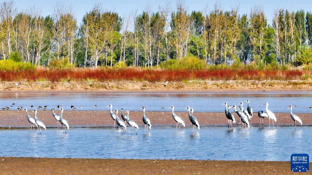 新时代新征程新伟业|大河上下满目新——贯彻落实党的二十大精神加强黄河流域生态保护观察(图11) 新时代新征程新伟业|大河上下满目新——贯彻落实党的二十大精神加强黄河流域生态保护观察(图11)