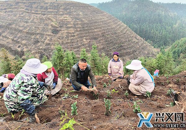 【全力推进乡村振兴】义龙新区：大力发展茶产业 拓宽群众致富路(图1)