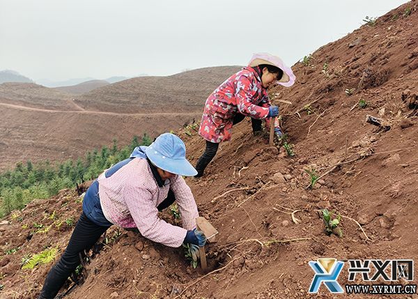 【全力推进乡村振兴】义龙新区：大力发展茶产业 拓宽群众致富路(图2)