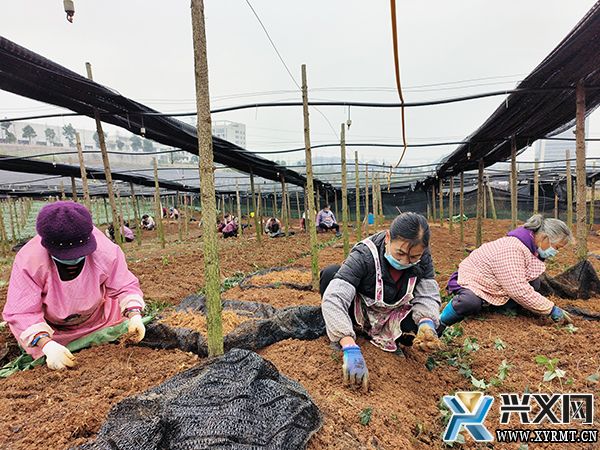 【全力推进乡村振兴】万屯镇：发展中药材种植 带动群众就业增收(图1)