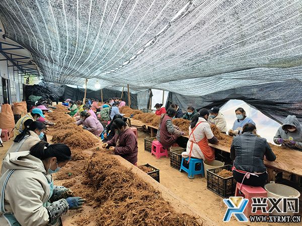 【全力推进乡村振兴】万屯镇：发展中药材种植 带动群众就业增收(图2)