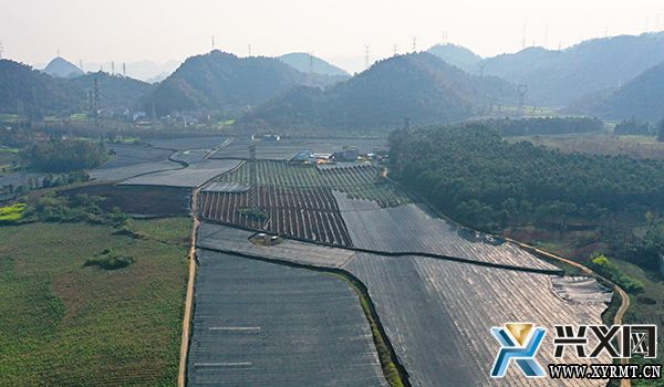 【全力推进乡村振兴】万屯镇：发展中药材种植 带动群众就业增收(图3)