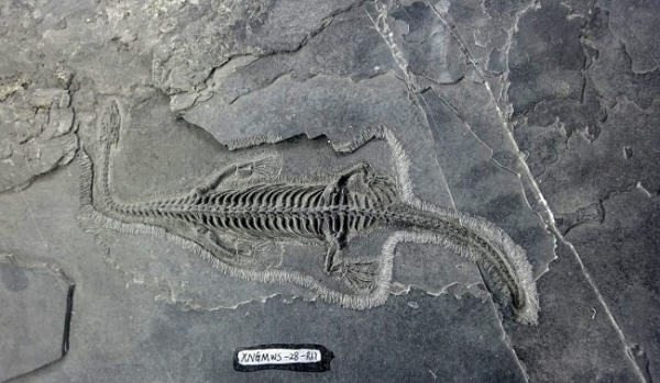 【康养胜地 人文兴义】贵州龙“出山”(图1)