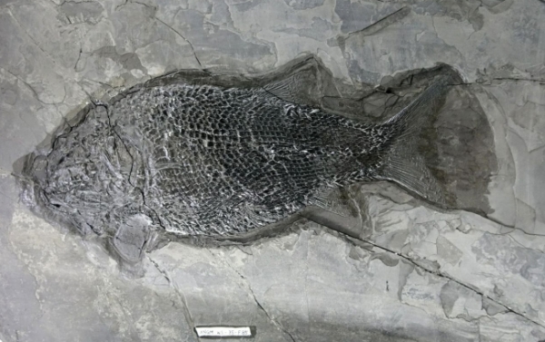 【康养胜地 人文兴义】贵州龙“出山”(图3)