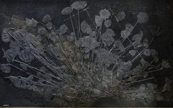 【康养胜地 人文兴义】贵州龙“出山”(图2)