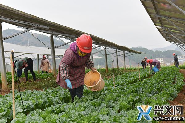 新桥镇木科村：光伏板下种蔬菜 “配套产业”助力乡村振兴(图1)