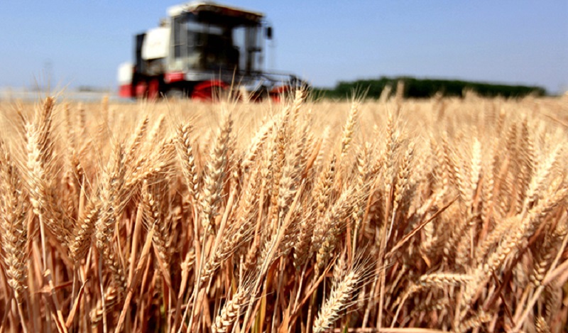 新华网评：“稳”字当头，端牢中国饭碗(图1)