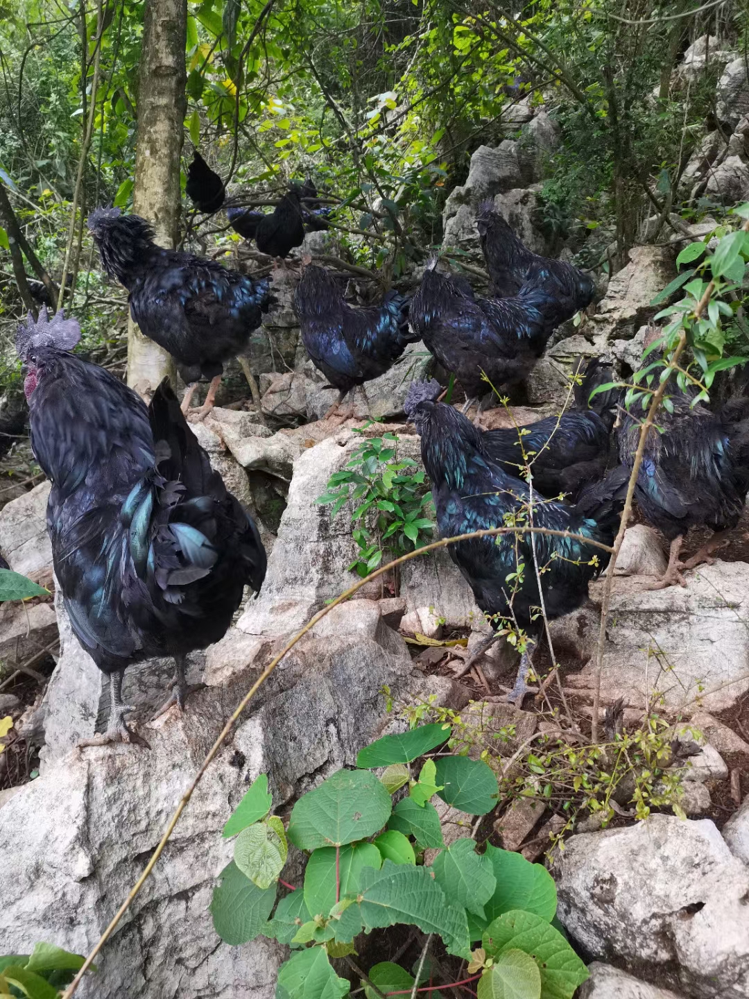 龙广镇坡关村：养殖五黑鸡“啄”开致富门(图1)