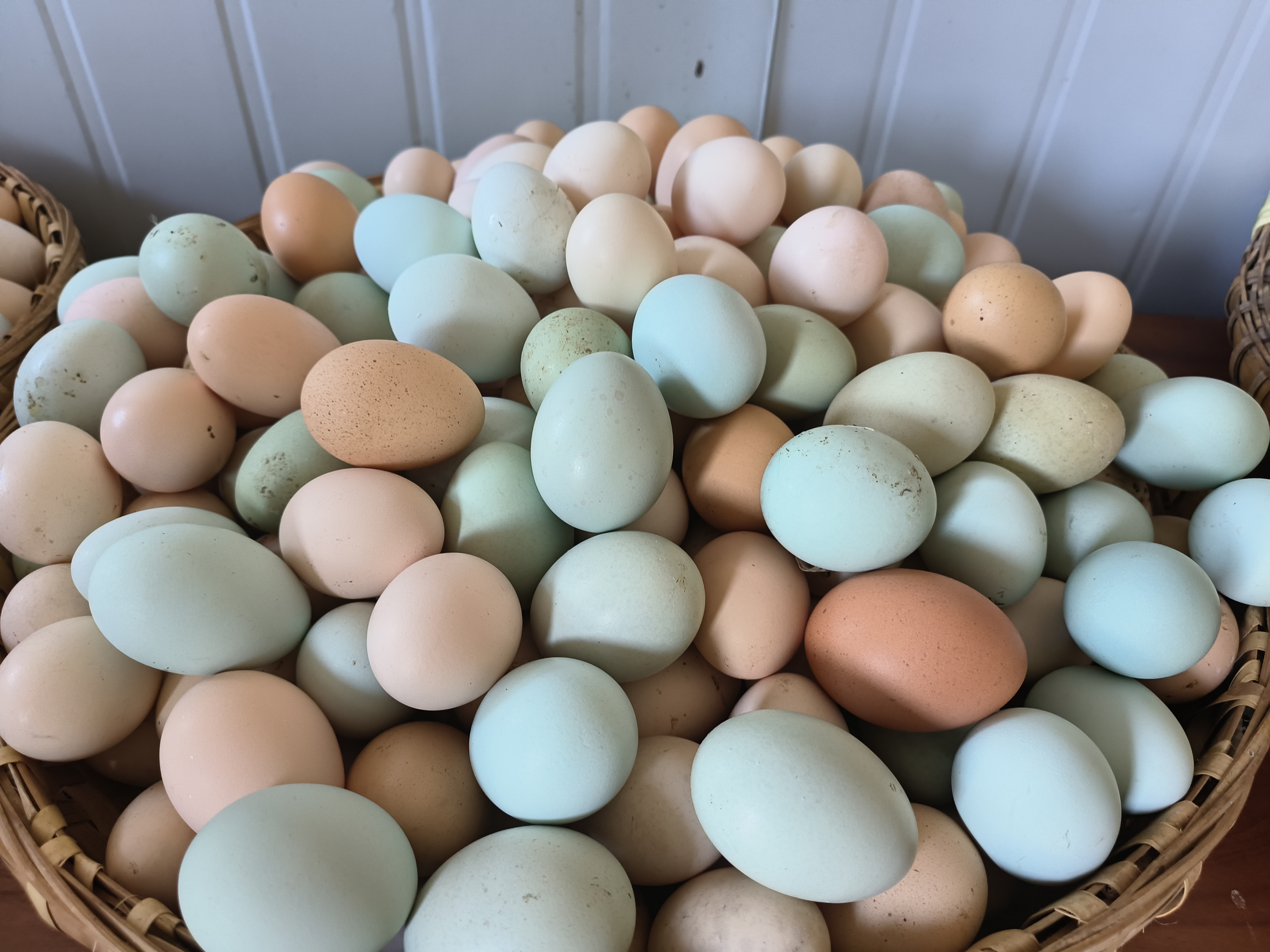 龙广镇坡关村：养殖五黑鸡“啄”开致富门(图3)