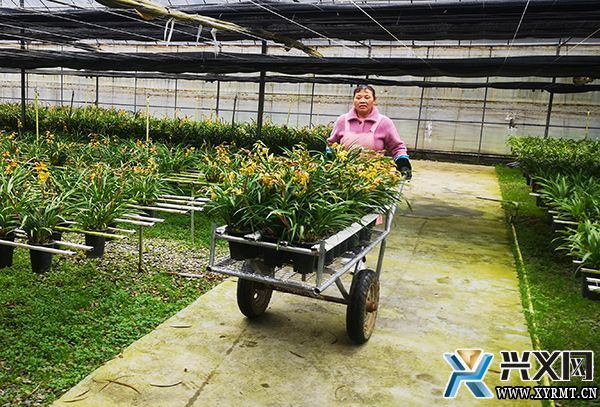 【全面推进乡村振兴】绿缘公司:发展花卉产业 为乡村振兴赋能(图1) 【全面推进乡村振兴】绿缘公司:发展花卉产业 为乡村振兴赋能(图1)