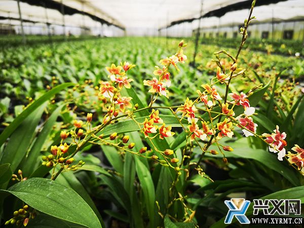 【全面推进乡村振兴】绿缘公司:发展花卉产业 为乡村振兴赋能(图2) 【全面推进乡村振兴】绿缘公司:发展花卉产业 为乡村振兴赋能(图2)