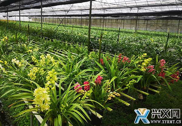 【全面推进乡村振兴】绿缘公司:发展花卉产业 为乡村振兴赋能(图3) 【全面推进乡村振兴】绿缘公司:发展花卉产业 为乡村振兴赋能(图3)