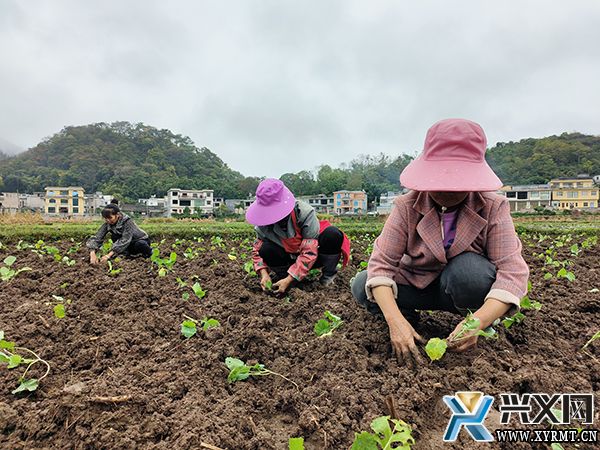 【新时代新征程新伟业】万屯镇：围绕“四新”主攻“四化” 奋力开创兴业强镇新局面(图1)