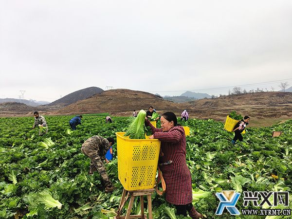 德卧镇马鞭田村“订单蔬菜”收获忙(图1)