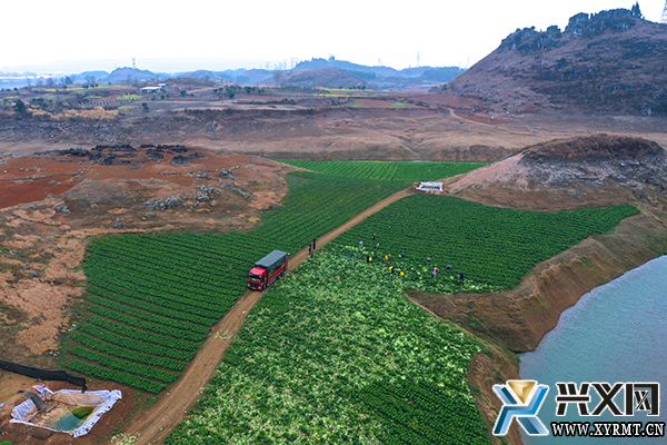 德卧镇马鞭田村“订单蔬菜”收获忙(图2)