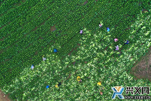 德卧镇马鞭田村“订单蔬菜”收获忙(图3)