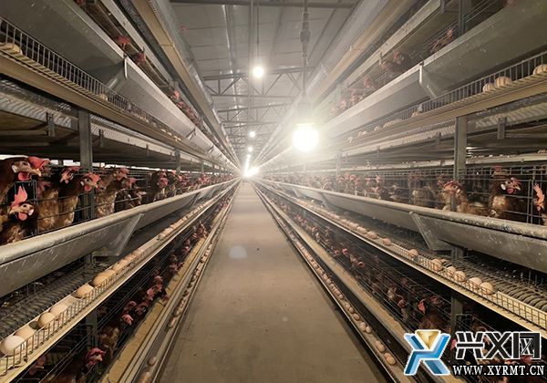 成宇蛋鸡养殖专业合作社：标准化蛋鸡养殖 带动群众就业增收(图1)