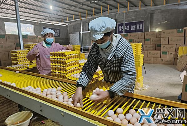 成宇蛋鸡养殖专业合作社：标准化蛋鸡养殖 带动群众就业增收(图2)