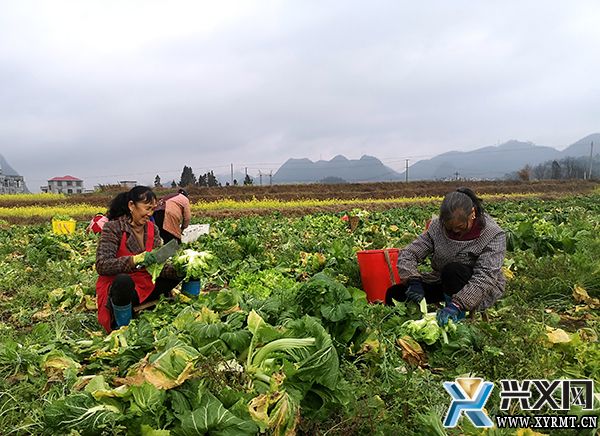 【新时代 新征程 新伟业】龙广镇纳桃村：儿菜装满“菜篮子” 撑起农民“钱袋子”(图1)