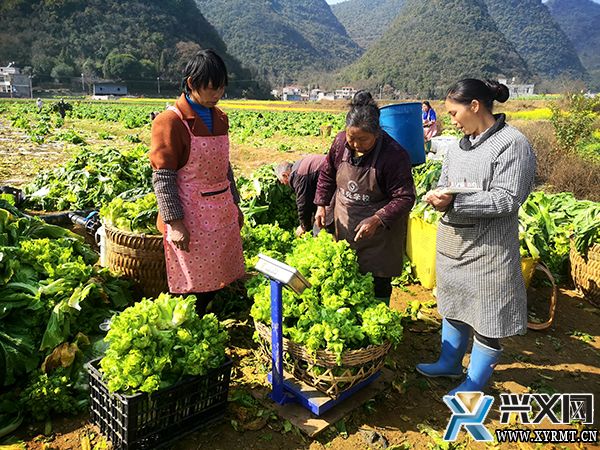 【新时代 新征程 新伟业】龙广镇纳桃村：儿菜装满“菜篮子” 撑起农民“钱袋子”(图3)