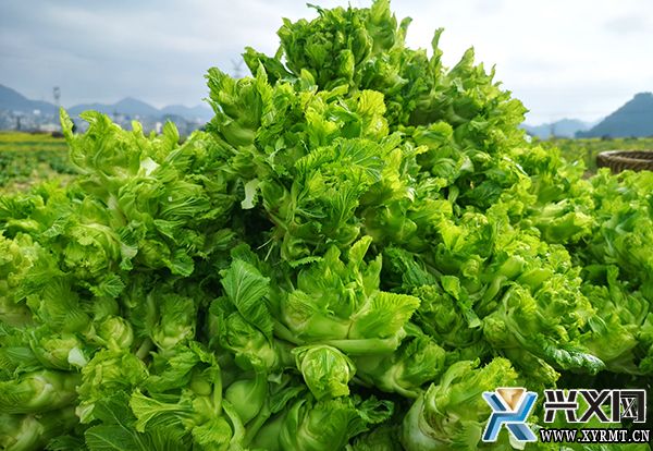 【新时代 新征程 新伟业】龙广镇纳桃村：儿菜装满“菜篮子” 撑起农民“钱袋子”(图4)