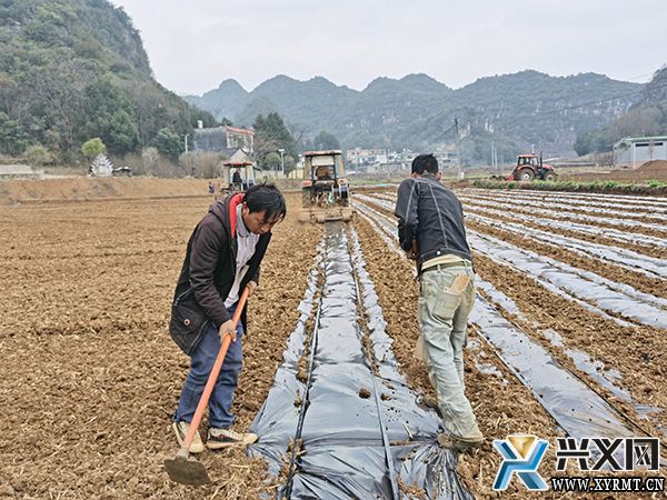 楼纳村400亩甜玉米产业基地春耕正当时(图2)