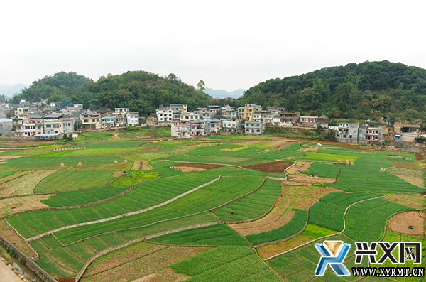 【抓党建促乡村振兴】团结村：强化组织堡垒 以产业振兴撬动乡村全面振兴(图2)