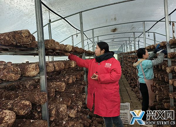 义龙新区食用菌产业园30万棒香菇采收忙(图1)