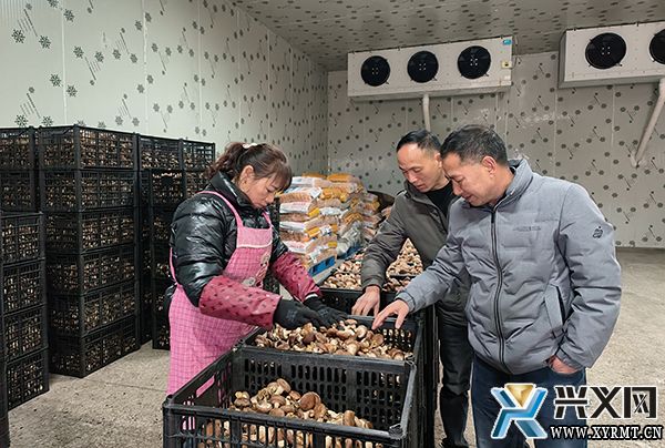 义龙新区食用菌产业园30万棒香菇采收忙(图2)