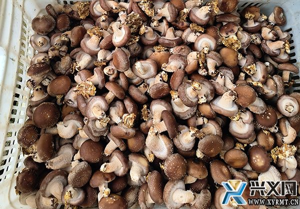 义龙新区食用菌产业园30万棒香菇采收忙(图3)
